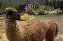 Tour Cajon del Maipo Reservoir Nature and Picnic