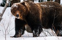 Banff: Two Jack Sunrise, Wildlife, Lake Louise & Canyon