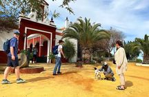 English Olive Oil Tour in Seville