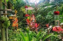 Caribbean Coast Highlights Hummingbirds, Waterfall and Beaches