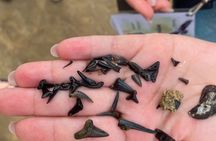 Shark Tooth Island Tour