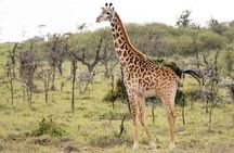 Mikumi National Park: Full-Day Safari (SGR transfer to Morogoro)