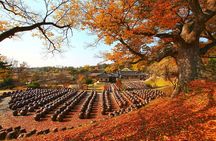 Nonsan 1Day Tour: K-Drama Filming Site & Local Experience