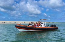 Seal Watching RIB Tour from Terschelling