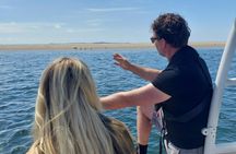 Seal Watching RIB Tour from Terschelling