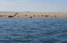 Seal Watching RIB Tour from Terschelling