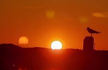 Chincoteague & Assateague Small-Group Sunset Boat Tour