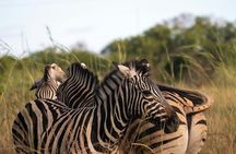 4 Days Group Safari Camping