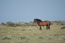 Half Day Wild Mustang Horse Tour from Cody Wyoming