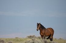 Half Day Wild Mustang Horse Tour from Cody Wyoming