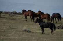 Half Day Wild Mustang Horse Tour from Cody Wyoming
