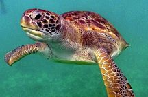 Akumal Bay snorkeling, plus 3 cenotes and great food