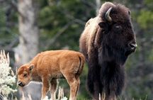 Private Yellowstone Wildlife and Geology Tour from Jackson Hole