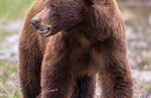 Private Yellowstone Wildlife and Geology Tour from Jackson Hole