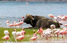4 Days Group Safari Camping