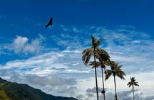 Private Full Day Tour in Cocora Valley and Coffee Farm