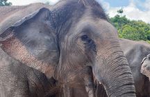 Special Kulen Elephant Forest Tour with Airport Transfer