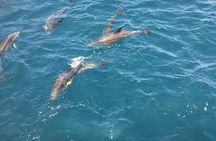 Sailing boat Algeciras Bay with Dolphins and Tapas
