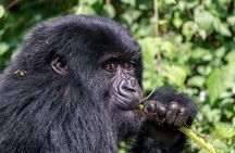 One Day Gorilla Trekking in Volcanoes