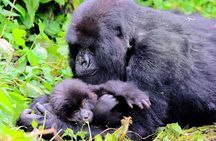 One Day Gorilla Trekking in Volcanoes