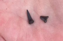 Shark Tooth Island Kayak Rental