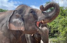Special Kulen Elephant Forest Tour with Airport Transfer