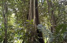 Excursion to the heart of Raiatea and its ancestral culture