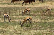 4 Days Group Camping Safari Tour