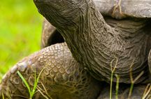 South Mauritius Private Tour to Volcanoes and Temples