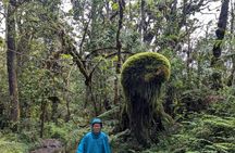 Best Mount Kilimanjaro Day Hike to Mandara Hut via Marangu Route