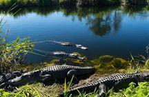 Miami Everglades Roofless Airboat Adventure with Hotel Pickup