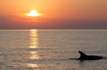 Brijuni Dolphin Sunset Cruise with DINNER & DRINKS