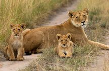 7 Day Masai Mara Nakuru Amboseli Safari Tour