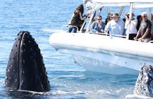 Hervey Bay Sunset Whale Watch with Local Drinks and Cookies
