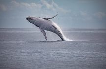 Hervey Bay Sunset Whale Watch with Local Drinks and Cookies