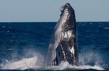 Hervey Bay Sunset Whale Watch with Local Drinks and Cookies