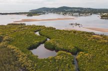 Mangroves and Mansions Guided Kayak Tour on the Noosa River
