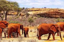 5 Days Safari Tsavo East West and Amboseli from Mombasa/ Nairobi