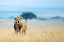 5 Days Safari Tsavo East West and Amboseli from Mombasa/ Nairobi