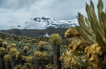Private Mount Kilimanjaro Day Hike: Shira Plateau or Marangu