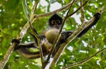 Explore Tikal with Birdwatching and Climbing Experience