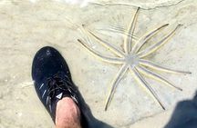 New Smyrna Mangrove Paddle & Mimosa Tour