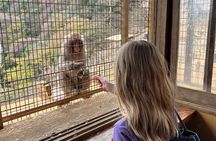 Kyoto: Arashiyama Unveiled – Bamboo, Temple, Matcha, Monkeys