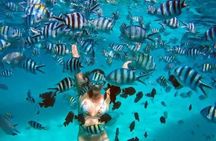Swim with Dolphin and Snorkeling Adventure at Mnemba Island