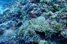 Swim with Dolphin and Snorkeling Adventure at Mnemba Island