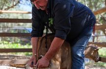 Traditional Cheese Making
