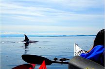 Half Day Kayak Tour on San Juan Island