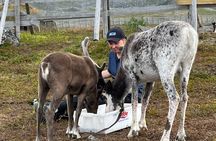 Short Reindeer Feeding Experience in Hammerfest