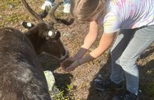 Short Reindeer Feeding Experience in Hammerfest
