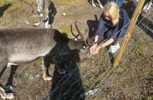 Short Reindeer Feeding Experience in Hammerfest
